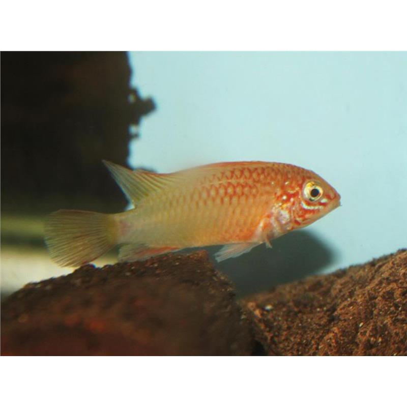 Apistogramma sp. viejeta gold - imagine 5